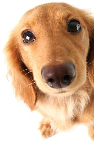 Hanföl kann auch bei Hunden sehr positiv wirken und unterstützen.
